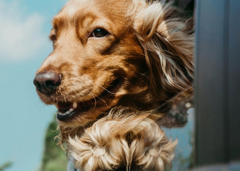 golden-retriever-inside-car.jpg golden retriever inside car