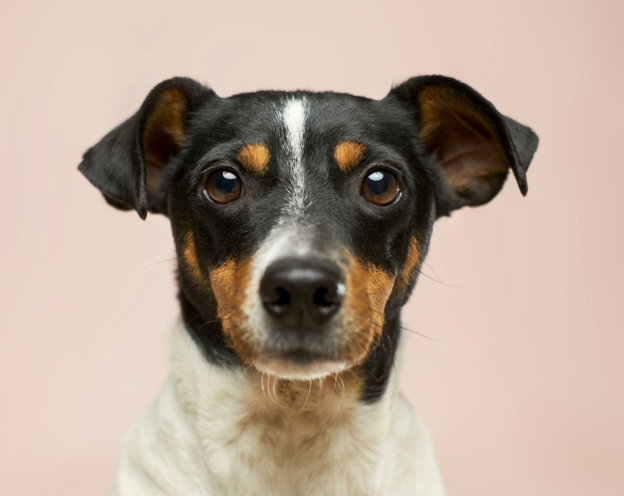 black-and-white-short-coated-dog.jpg black and white short coated dog