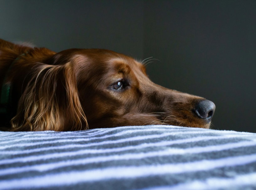 short-coat-brown-dog-lying-on-blue-and-white-striped-bedspread.jpg short-coat brown dog lying on blue and white striped bedspread