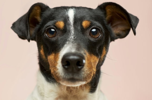 black and white short coated dog