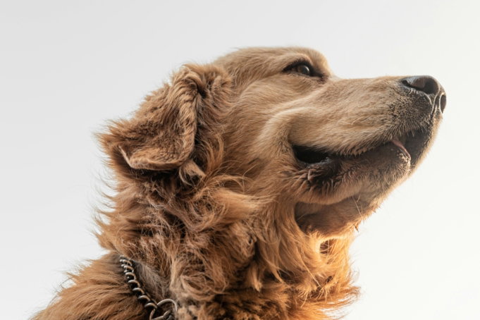 golden-retriever-with-white-background.jpg golden retriever with white background